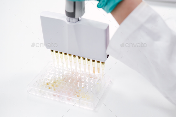 A multichannel pipette dispenser is used to load microplates for clinical diagnostic testing