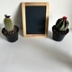 Blackboard and cactuses on white background  - PhotoDune Item for Sale