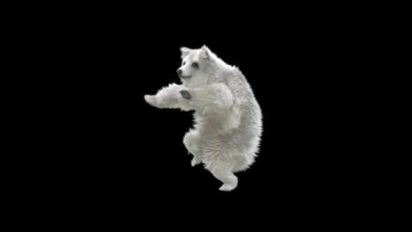 142 White Bear Dancing 4K alt