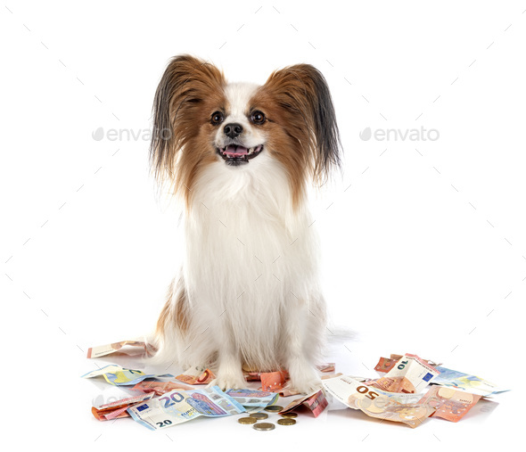 papillon dog and bills - Stock Photo - Images