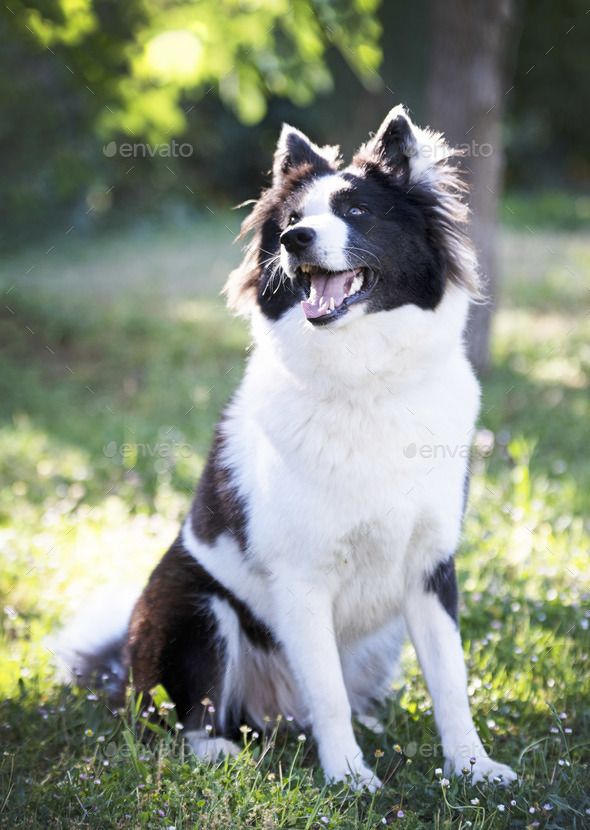 Finnish Lapphund in nature - Stock Photo - Images