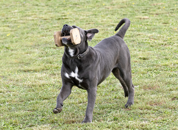 cane corso training for obedience - Stock Photo - Images
