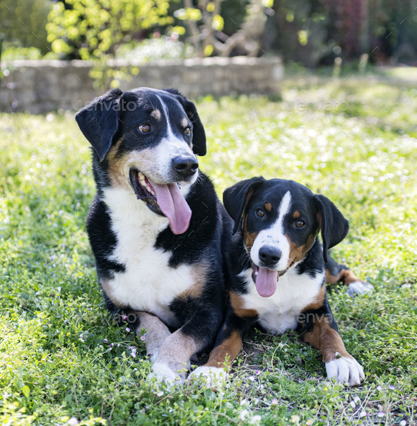 puppy and adult Appenzeller Sennenhund - Stock Photo - Images