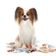 papillon dog and bills - PhotoDune Item for Sale