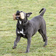 cane corso training for obedience - PhotoDune Item for Sale