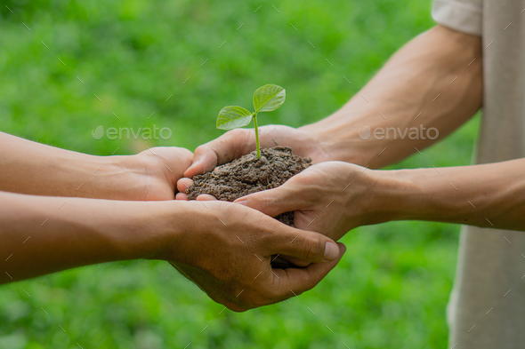 Group of man hands cupping young plant. Nurture grow Environmental and reduce global warming.