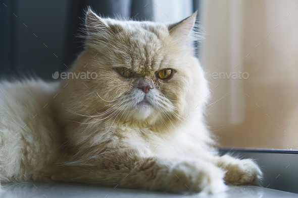 Persian kitten in front of background Stock Photo by chayanitc | PhotoDune
