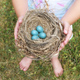 A child holding a bird&#39;s nest blue eggs. Robin bird&#39;s nest. - PhotoDune Item for Sale