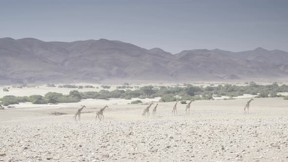 Giraffe Walking in Desert