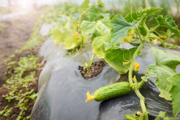 Order Organic Greenhouse Cucumber