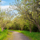 Path Through Park, Alley With Green Grass And Apple Trees On Sunset - PhotoDune Item for Sale