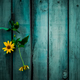 Yellow field daisies on a wooden background, a symbol of loneliness and strength to life - PhotoDune Item for Sale
