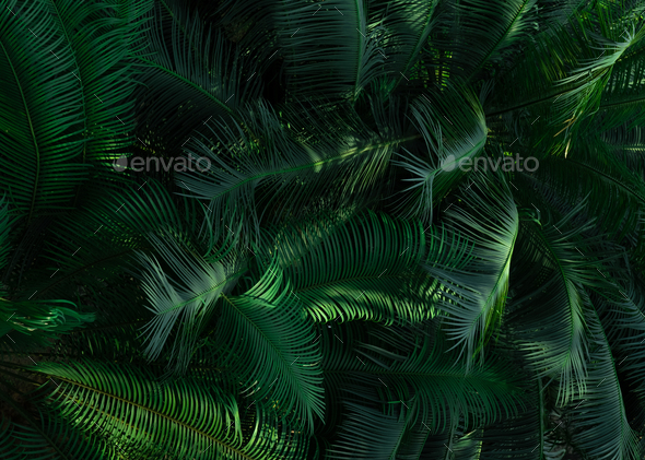 Fern leaves in forest texture background. Dense dark green fern leaves in garden. Nature abstract