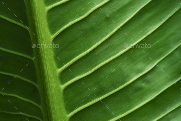 Abstract background from veins leaf in nature with sunlight. Nature backdrop. - Stock Photo - Images