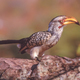 Southern Yellow-Billed Hornbill - PhotoDune Item for Sale