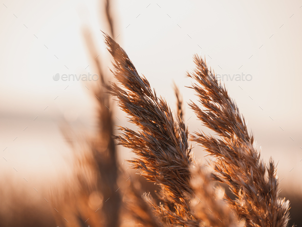 Golden Hour Pampas Grass HD phone wallpaper  Pxfuel