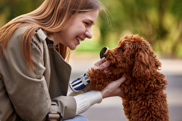 Toy poodle outlet blonde