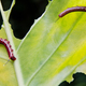 A Caterpillar Eating a Green Leaf - PhotoDune Item for Sale