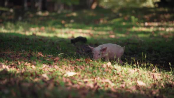 Small piglet running in the woods alt