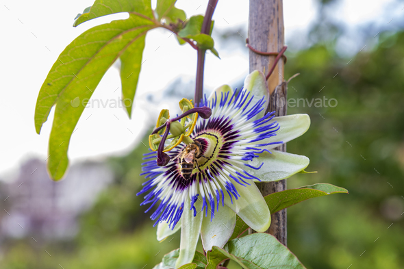 passion flower - Stock Photo - Images