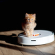 ginger kitten sitting on robotic vacuum cleaner. White vacuum cleaner is working on the floor - PhotoDune Item for Sale