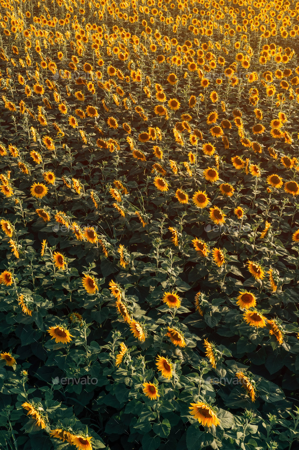 High angle view of blooming sunflower plantation field from drone point of view - Stock Photo - Images