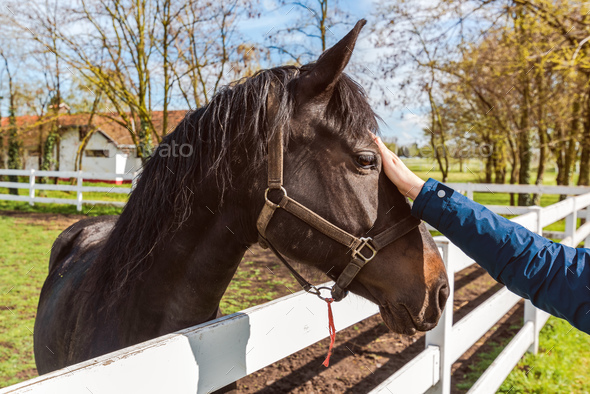 Equine assisted therapy, female hand gently petting the horse in the paddock - Stock Photo - Images