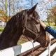 Equine assisted therapy, female hand gently petting the horse in the paddock - PhotoDune Item for Sale