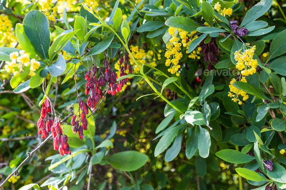 dried red fruits and yellow flowers of barberry - Stock Photo - Images