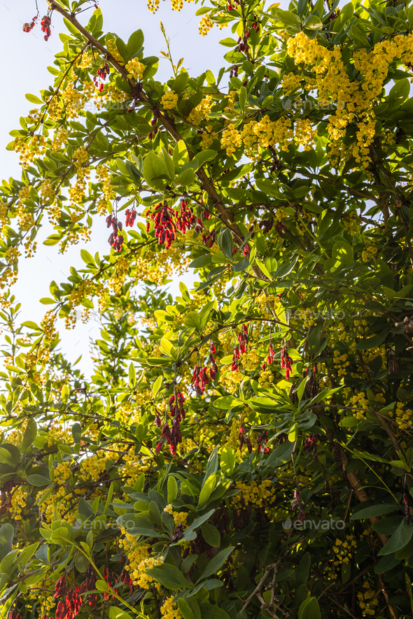 flowering barberry tree with red fruits at sunset - Stock Photo - Images