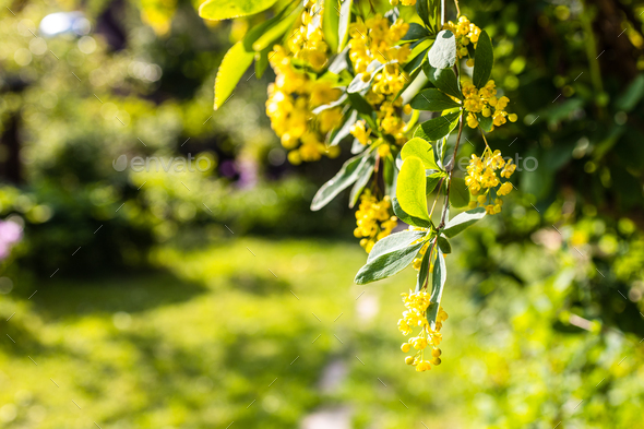 yellow blossom of barberry tree lit by setting sun - Stock Photo - Images