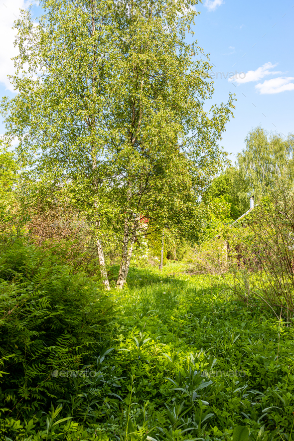 grassy backyard with birch trees in village - Stock Photo - Images