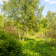 grassy backyard with birch trees in village - PhotoDune Item for Sale