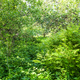 dense undergrowth in overgrown yard in village - PhotoDune Item for Sale