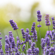 Stems of purple lavender in a field at golden hour - PhotoDune Item for Sale