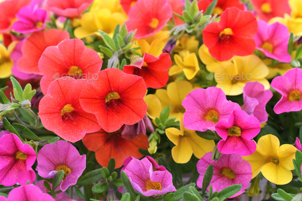 Colorful Calibrachoa flowers aka mini petunias - full frame background ...