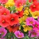 Colorful Calibrachoa flowers aka mini petunias - full frame background - PhotoDune Item for Sale