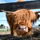 A shaggy long-haired Scottish Highland cow with horns sticking its head through a fence - PhotoDune Item for Sale