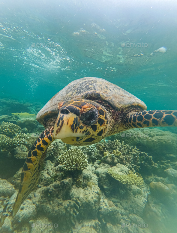 Sea turtles swims underwater. Underwater sea turtles. Sea turtles ...