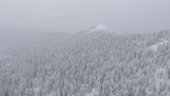 Aerial View of a Snowy Winter Forest During a Snowfall Coniferous Mountain Forests alt