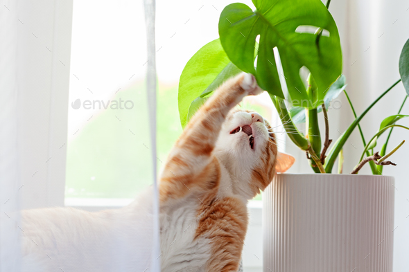 Ginger cat eating plants in a pot on the windowsill. Red kitten gnaws at home plants. Bad cat.