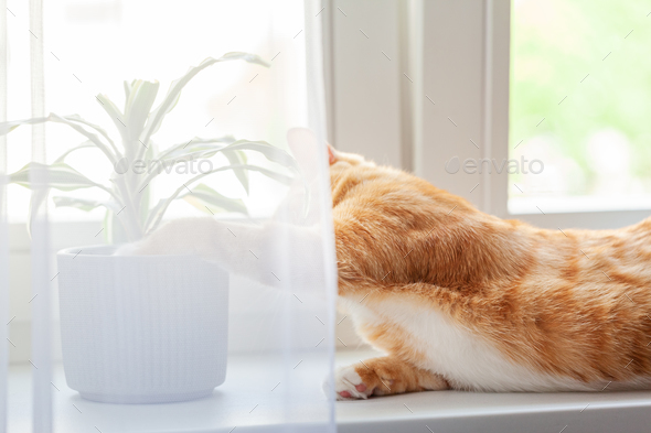 Ginger cat eating plants in a pot on the windowsill. Red kitten gnaws at home plants.