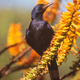 Red-Winged Starling on a Aloe - PhotoDune Item for Sale