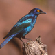 Cape Glossy Starling - PhotoDune Item for Sale