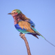 Lilac-Breasted Roller - PhotoDune Item for Sale