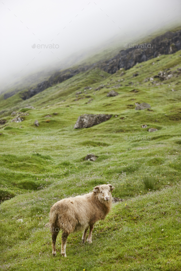 Sheep on Faroe islands cliffs. Green scenic landscape foggy day - Stock Photo - Images