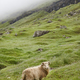 Sheep on Faroe islands cliffs. Green scenic landscape foggy day - PhotoDune Item for Sale