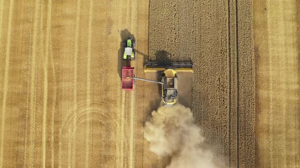 Harvester Harvests Wheat Crop On Field alt