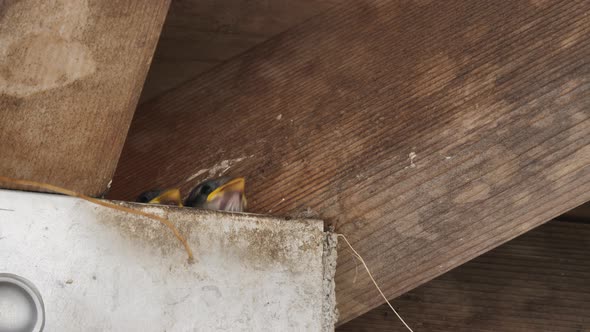 Eurasian Tree Sparrow Bird Feeds Chicks.