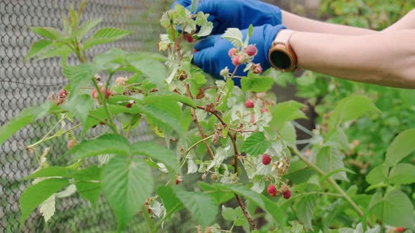 Harvesting Raspberries
